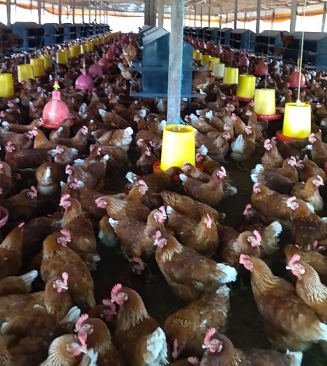 Productores avícolas de La Guajira se capacitan para certificar sus granjas como bioseguras