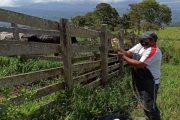 En una semana se ha vacunado contra aftosa el 16,4 % del ganado en zonas de frontera con Venezuela
