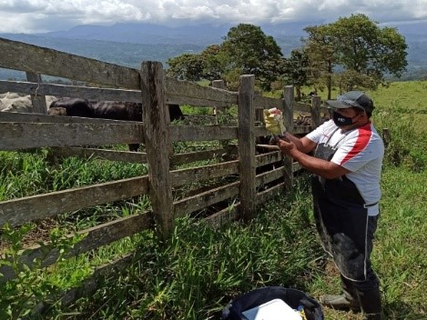 En una semana se ha vacunado contra aftosa el 16,4 % del ganado en zonas de frontera con Venezuela