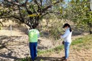Nueva red de monitoreo para moscas de la fruta en el Cesar