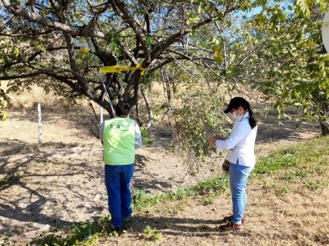 Nueva red de monitoreo para moscas de la fruta en el Cesar