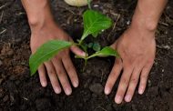 Cuatro proyectos de restauración ayudarán a sembrar cerca de tres millones de árboles