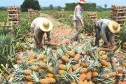 Más de 10.000 productores inscritos en Mi Registro Rural