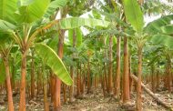 PMU hizo seguimiento a las estrategias de contención y prevención del Fusarium R4T
