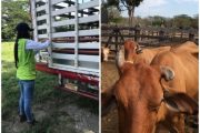 En Cesar, lucha frontal contra el contrabando y la ilegalidad en el sector ganadero