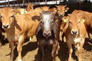 Se expiden medidas sanitarias para la prevención, control y erradicación de la tuberculosis bovina