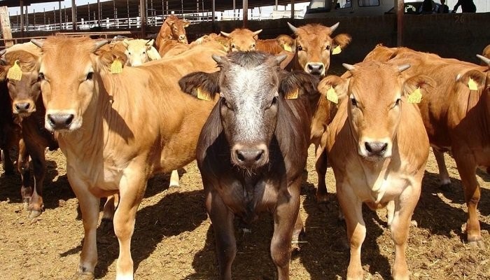 Se expiden medidas sanitarias para la prevención, control y erradicación de la tuberculosis bovina