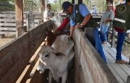 Ampliado plazo el ciclo de vacunación contra aftosa en las zonas de Frontera con Venezuela