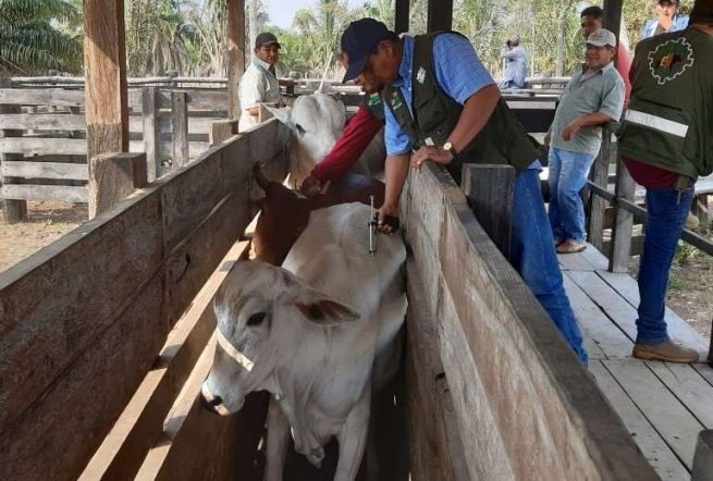 Ampliado plazo el ciclo de vacunación contra aftosa en las zonas de Frontera con Venezuela