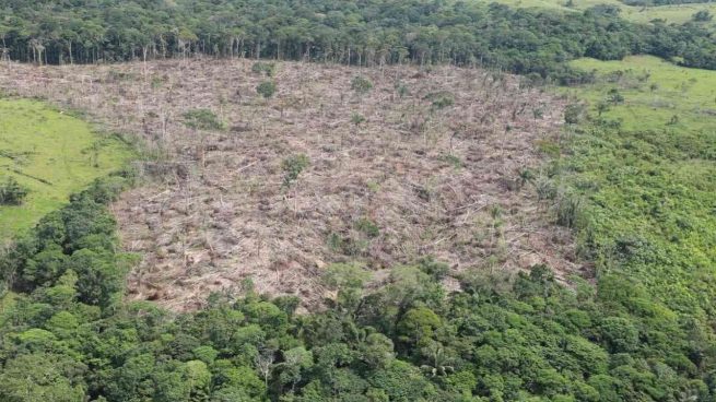 Contraloría urge detener masacre ambiental por deforestación