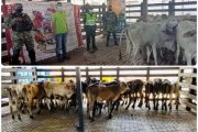 En el Cesar, bovinos transportados sin GSM fueron sacrificados para proteger el estatus sanitario