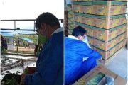 Supervisan predios exportadores de banano de La Guajira