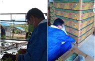 Supervisan predios exportadores de banano de La Guajira