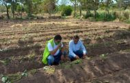 Visitas de seguimiento a predios de frutas y vegetales en La Guajira
