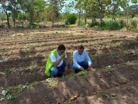 Visitas de seguimiento a predios de frutas y vegetales en La Guajira