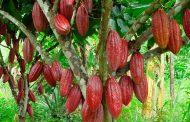 Minagricultura lanzó programa de renovación de cacao