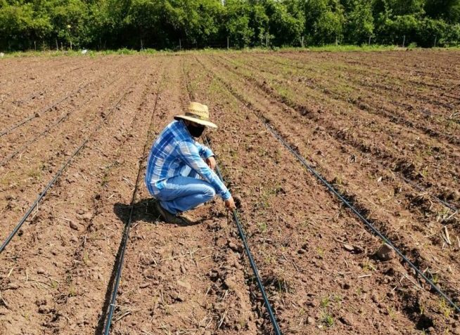 Productores del Caribe y santanderes resaltan los avances agropecuarios de Agrosavia