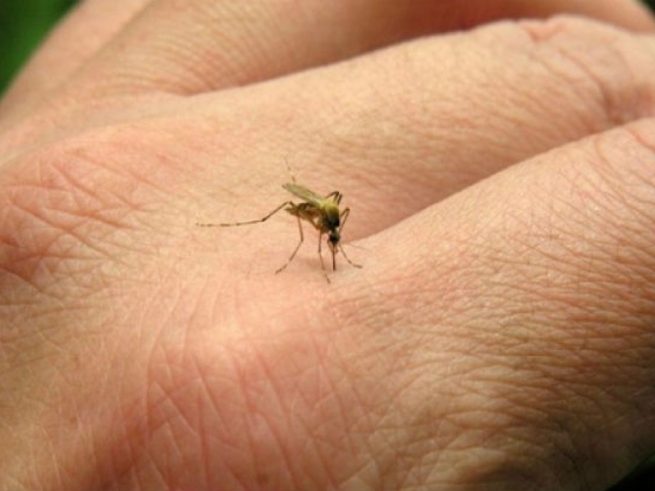 Riesgo de Dengue, Chikunguña y Zika aumenta con las lluvias