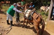 Équidos de La Guajira son protegidos contra la encefalitis equina venezolana