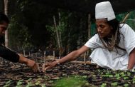 Lanzan iniciativa para sembrar más de 700 mil árboles en la Sierra Nevada de Santa Marta