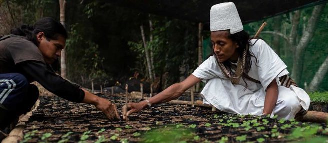 Lanzan iniciativa para sembrar más de 700 mil árboles en la Sierra Nevada de Santa Marta