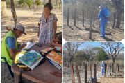 En La Guajira se aplican los procedimientos para la erradicación de la brucelosis bovina