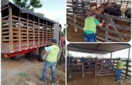 Para mantener la sanidad pecuaria, el ICA le puso el ojo a las corralejas en La Guajira