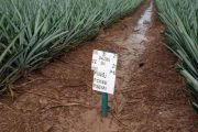 Los cultivos de piña del Cesar, con calidad e inocuidad