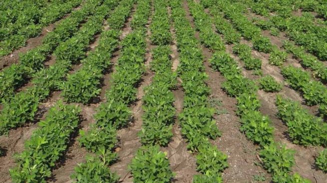 Gobierno define arancel del 0 % a otros 39 insumos agropecuarios