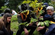 La Gran Sembratón superó la meta al plantar más de 4,1 millones de nuevos árboles nativos