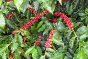 El café que se cultiva y consume en Colombia será insignia nacional