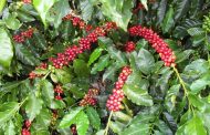 El café que se cultiva y consume en Colombia será insignia nacional