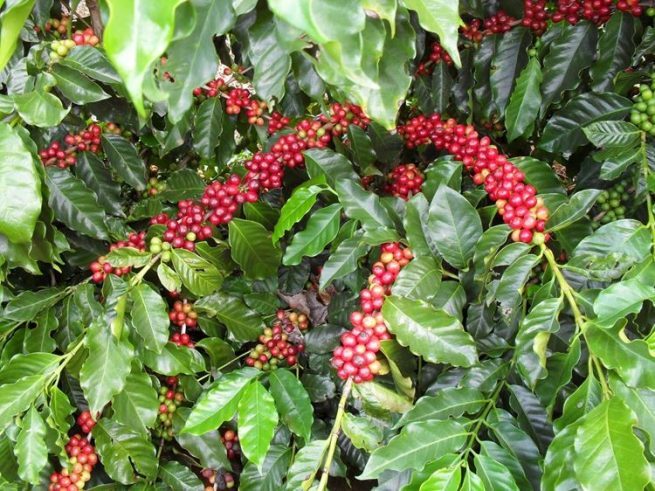 El café que se cultiva y consume en Colombia será insignia nacional