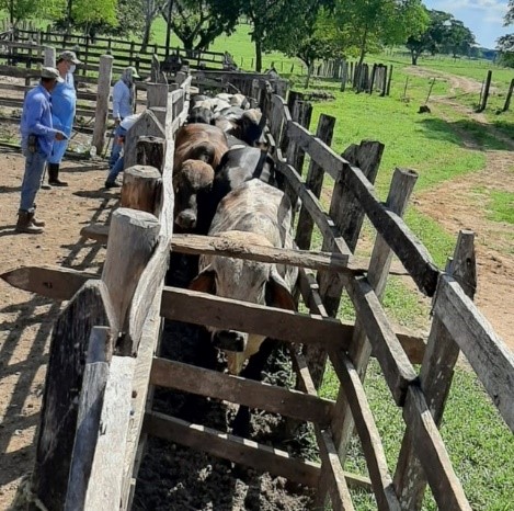 Vigilancia y control de residuos de medicamentos veterinarios y contaminantes químicos en leche