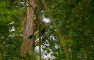 Cesar es potencia para Colombia en el avistamiento de aves