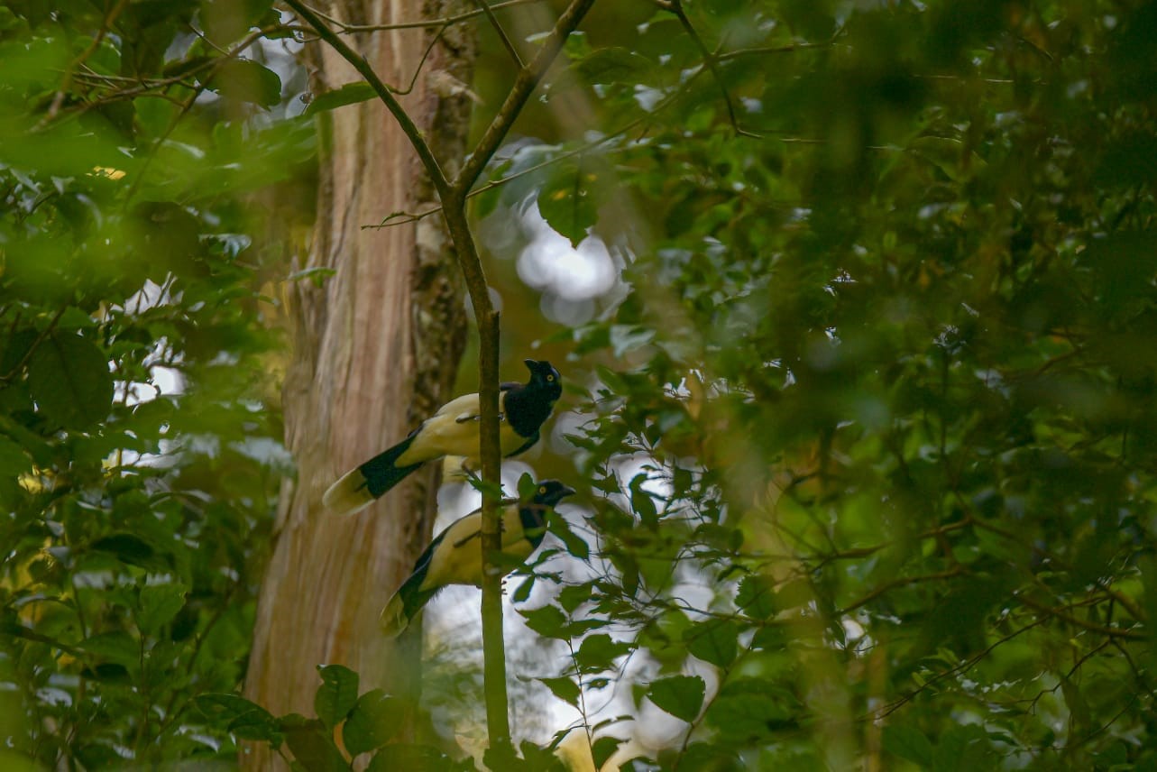 Cesar es potencia para Colombia en el avistamiento de aves