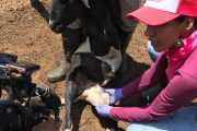 En Valledupar se realizará I Foro de Género y Mujeres en la Ganadería de Pequeños Rumiantes 