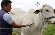 Inicia en Colombia el primer ciclo de vacunación contra fiebre aftosa, brucelosis y rabia silvestre