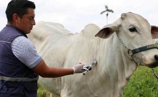 Inicia en Colombia el primer ciclo de vacunación contra fiebre aftosa, brucelosis y rabia silvestre