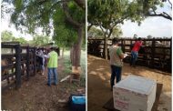 El ICA supervisa la vacunación contra la fiebre aftosa en La Guajira