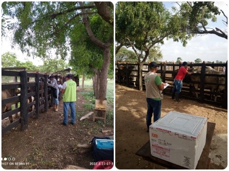 El ICA supervisa la vacunación contra la fiebre aftosa en La Guajira