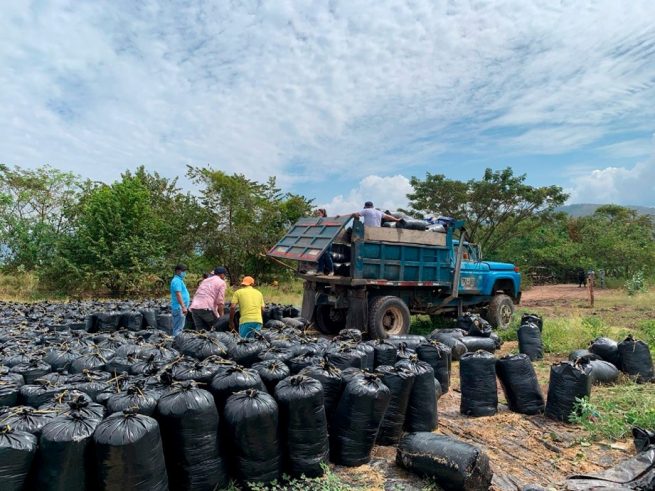 Agrosavia entregó 213 toneladas de ensilaje a los productores en el Caribe Seco colombiano