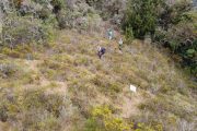 En cuencas de los ríos Magiriaimo, Chiriaimo y Manaure se adelanta siembra de más de 300 hectáreas de árboles