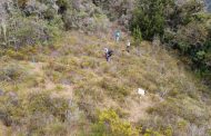 En cuencas de los ríos Magiriaimo, Chiriaimo y Manaure se adelanta siembra de más de 300 hectáreas de árboles
