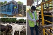 En el Cesar, se movilizan animales con el cumplimiento de los requisitos sanitarios
