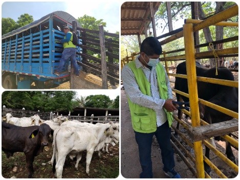 En el Cesar, se movilizan animales con el cumplimiento de los requisitos sanitarios