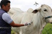 En tres semanas el ciclo contra aftosa ha vacunado 10 millones de bovinos y bufalinos