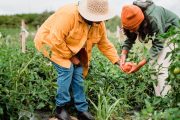 Gobierno inyectó $ 50.000 millones para otorgar garantías créditos de pequeños productores del campo