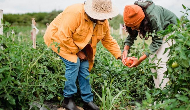 Gobierno inyectó $ 50.000 millones para otorgar garantías créditos de pequeños productores del campo