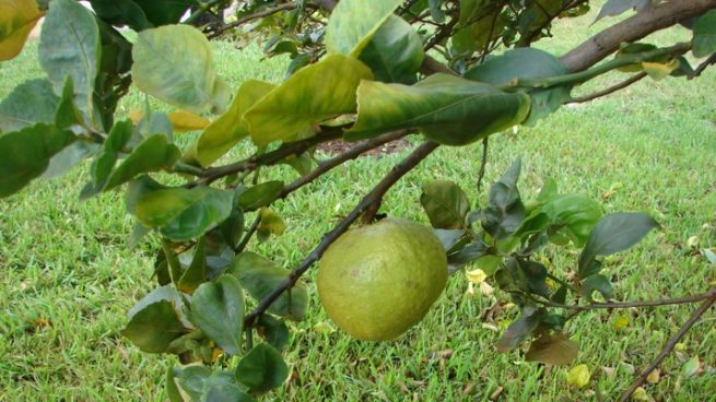 En La Guajira les sigue la pista a las plagas cuarentenarias de los cultivos de cítricos